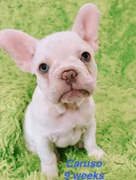 Caruso , a male French Bulldog for sale in Hugo, OK – 3 of 7