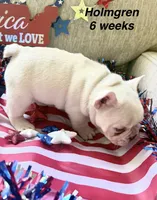 Holmgren, a male French Bulldog for sale in Hugo, OK – 3 of 4