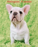 Holmgren, a male French Bulldog for sale in Hugo, OK – 6 of 6