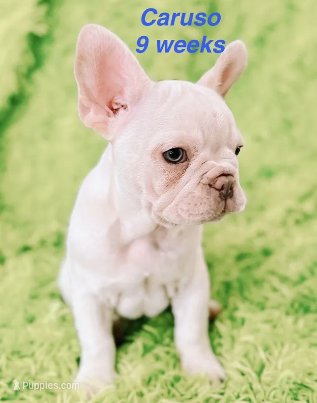 Caruso  – French Bulldog puppy for sale in Hugo, OK