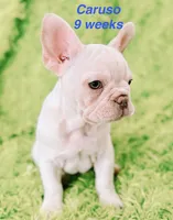 Caruso , a male French Bulldog for sale in Hugo, OK – 1 of 7