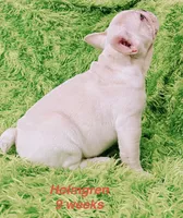 Holmgren, a male French Bulldog for sale in Hugo, OK – 4 of 6