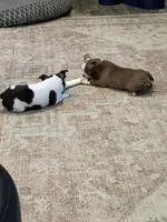 AKC Mabel, a female Boston Terrier for sale in Rockford, WA – Photo 5 of 7