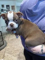 AKC Mabel, a female Boston Terrier for sale in Rockford, WA – Photo 1 of 7