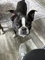 AKC Mabel, a female Boston Terrier for sale in Rockford, WA – Photo 7 of 8