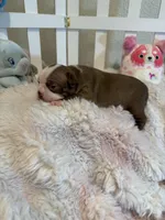 AKC Mabel, a female Boston Terrier for sale in Rockford, WA – Photo 6 of 8