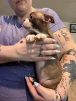 AKC Mabel, a female Boston Terrier for sale in Rockford, WA – Photo 4 of 7
