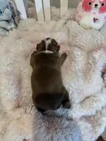 AKC Mabel, a female Boston Terrier for sale in Rockford, WA – Photo 5 of 8