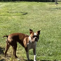 AKC Mabel, a female Boston Terrier for sale in Rockford, WA – Photo 6 of 7