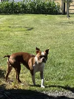 AKC Mabel, a female Boston Terrier for sale in Rockford, WA – Photo 8 of 8