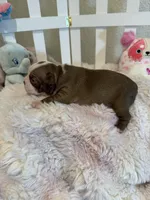 AKC Mabel, a female Boston Terrier for sale in Rockford, WA – Photo 4 of 8