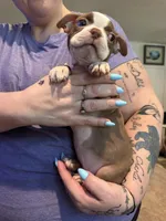 AKC Mabel, a female Boston Terrier for sale in Rockford, WA – Photo 3 of 7