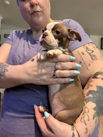 AKC Mabel, a female Boston Terrier for sale in Rockford, WA – Photo 2 of 7