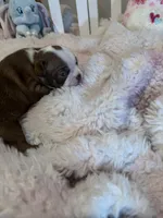 AKC Mabel, a female Boston Terrier for sale in Rockford, WA – Photo 2 of 8