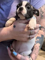 AKC Mertle, a female Boston Terrier for sale in Rockford, WA – Photo 2 of 7