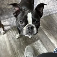 AKC Mertle, a female Boston Terrier for sale in Rockford, WA – Photo 7 of 7