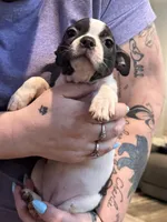 AKC Mertle, a female Boston Terrier for sale in Rockford, WA – Photo 3 of 7