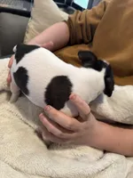 AKC Mertle, a female Boston Terrier for sale in Rockford, WA – Photo 4 of 7