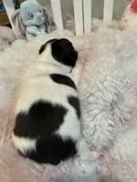 AKC Mertle, a female Boston Terrier for sale in Rockford, WA – Photo 2 of 8