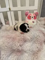 AKC Mertle, a female Boston Terrier for sale in Rockford, WA – Photo 5 of 8