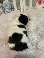 AKC Mertle, a female Boston Terrier for sale in Rockford, WA – Photo 3 of 8