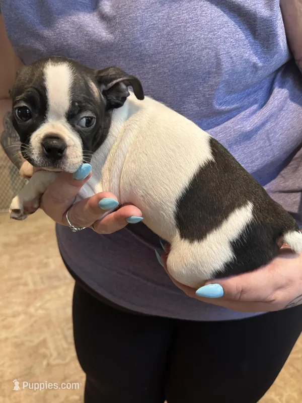 AKC Mertle – Boston Terrier puppy for sale in Rockford, WA