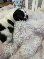 AKC Mertle, a female Boston Terrier for sale in Rockford, WA – Photo 4 of 8