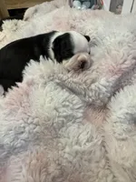 AKC Martha, a female Boston Terrier for sale in Rockford, WA – Photo 2 of 8