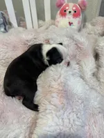 AKC Martha, a female Boston Terrier for sale in Rockford, WA – Photo 5 of 8