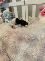 AKC Martha, a female Boston Terrier for sale in Rockford, WA – Photo 4 of 8