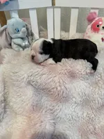 AKC Martha, a female Boston Terrier for sale in Rockford, WA – Photo 8 of 8