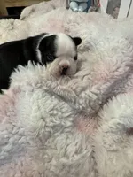 AKC Martha, a female Boston Terrier for sale in Rockford, WA – Photo 1 of 8