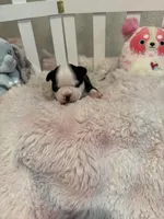 AKC Martha, a female Boston Terrier for sale in Rockford, WA – Photo 7 of 8