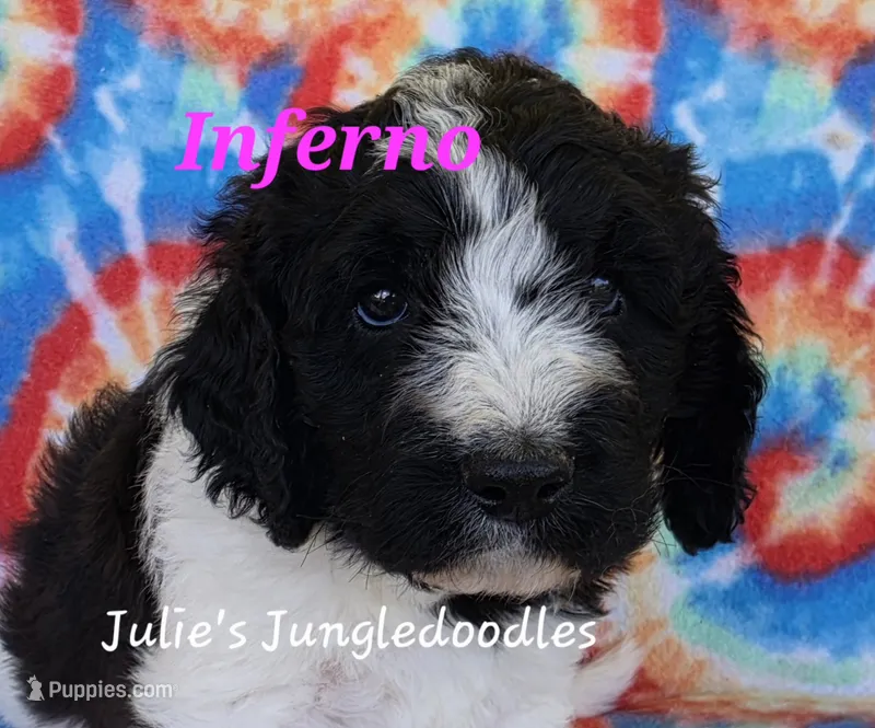 Inferno – Saint Berdoodle puppy for sale in Cantonment, FL