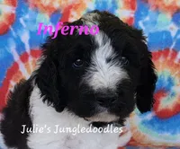 Inferno, a female Saint Berdoodle for sale in Cantonment, FL – 1 of 6