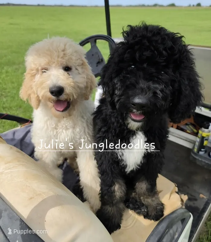 Apricot and White Boy , a male Saint Berdoodle for sale in Cantonment, FL – 1 of 5