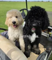Apricot and White Boy , a male Saint Berdoodle for sale in Cantonment, FL – 1 of 5