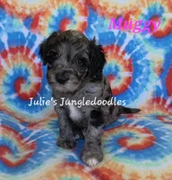 Muggy, a female Saint Berdoodle for sale in Cantonment, FL – 1 of 6