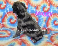 Muggy, a female Saint Berdoodle for sale in Cantonment, FL – 3 of 6