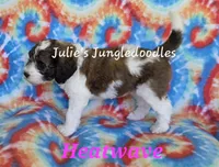 Heatwave, a female Saint Berdoodle for sale in Cantonment, FL – 2 of 6