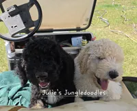 Apricot and White Boy , a male Saint Berdoodle for sale in Cantonment, FL – 3 of 5