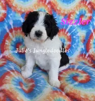 Sizzler, a female Saint Berdoodle for sale in Cantonment, FL – 5 of 6