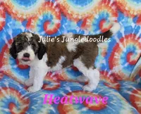 Heatwave, a female Saint Berdoodle for sale in Cantonment, FL – 6 of 6
