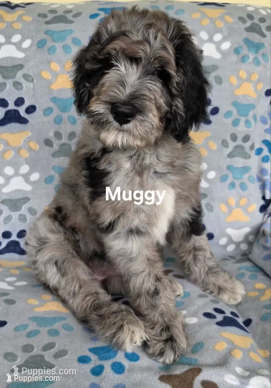 Muggy – Saint Berdoodle puppy for sale in Cantonment, FL