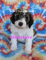 Heatwave, a female Saint Berdoodle for sale in Cantonment, FL – 3 of 6