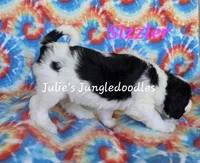 Sizzler, a female Saint Berdoodle for sale in Cantonment, FL – 2 of 6