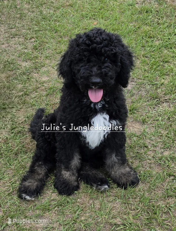 Brindle pointed phantom girl – Saint Berdoodle puppy for sale in Cantonment, FL