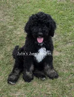 Brindle pointed phantom girl, a female Saint Berdoodle for sale in Cantonment, FL – 1 of 5