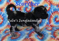 Scorcher, a male Saint Berdoodle for sale in Cantonment, FL – 2 of 3