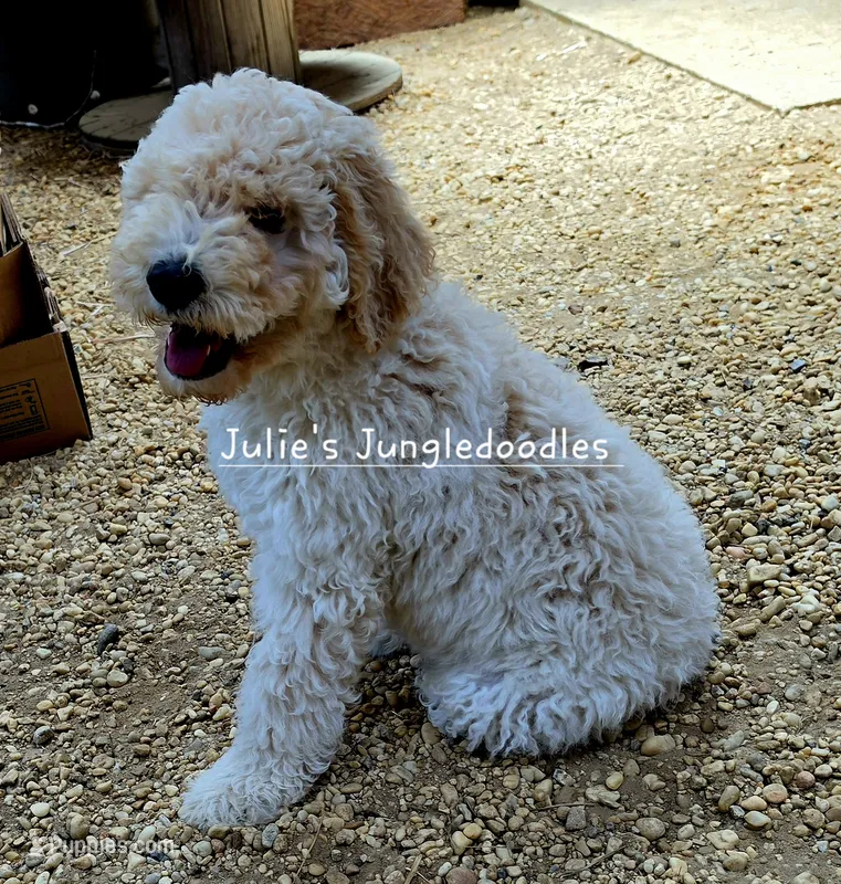 Apricot and White Boy  – Saint Berdoodle puppy for sale in Cantonment, FL